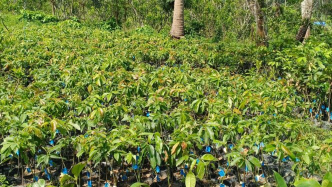 
 Gerakkan Ekonomi Umat, Muhammadiyah Tanah Datar Tanam 10.000 Bibit Produktif dari Aspirasi Anggota DPR RI